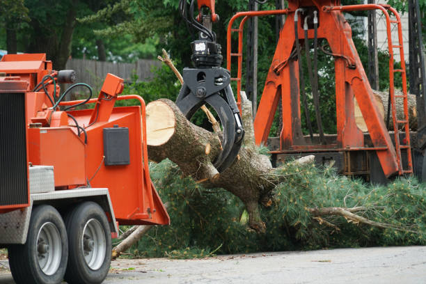 Lampasas, TX  Tree Services Company