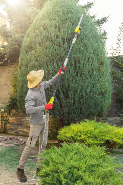 Leaf Removal in Lampasas, TX